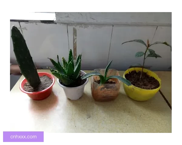 奉节实验中学贴吧：探索校园生活的神秘角落与多彩故事